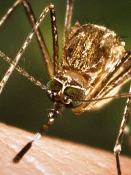 Bug Off Essential Oil Blend