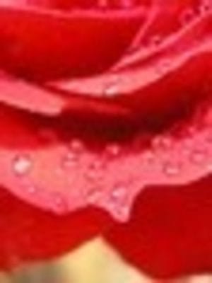 Rose & Jasmine Essential Oil Blend