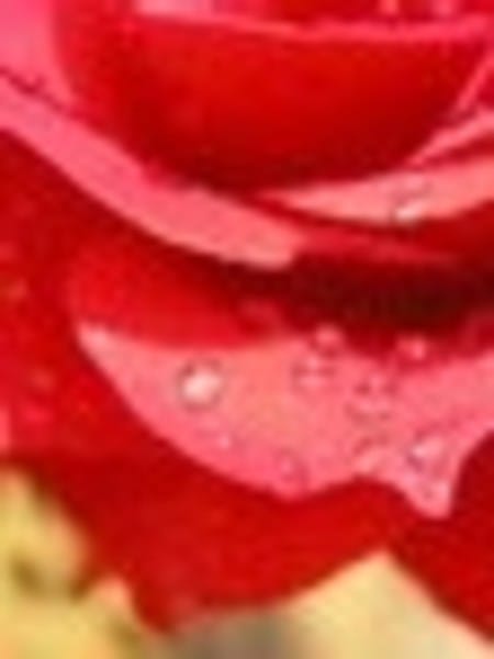 Rose & Jasmine Massage Oil