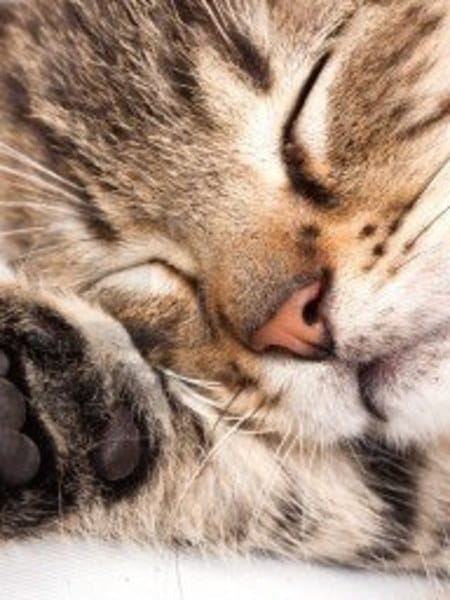 Sleep Well Essential Oil Blend