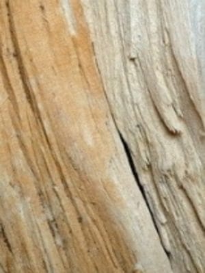 Sandalwood 100% Pure Essential Oil - Indian