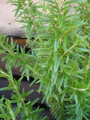 Rosemary 100% Pure Essential Oil 10ml