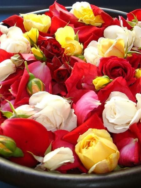 Rose & Sandalwood Massage Oil