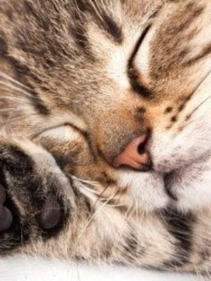 Sleep Well Massage Oil