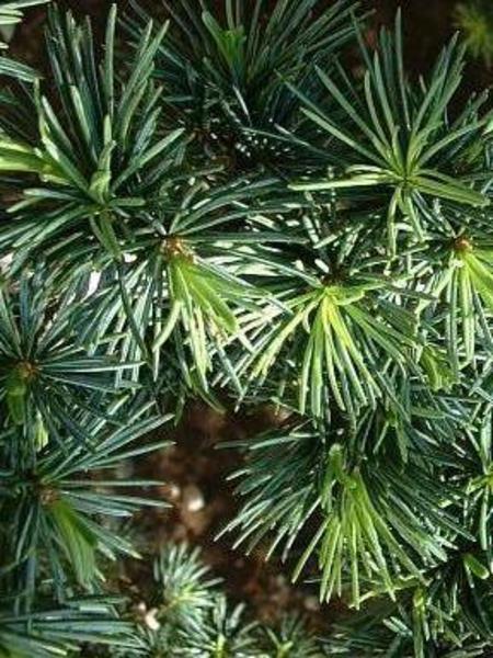 Cedarwood 100% Pure Essential Oil - Morocco