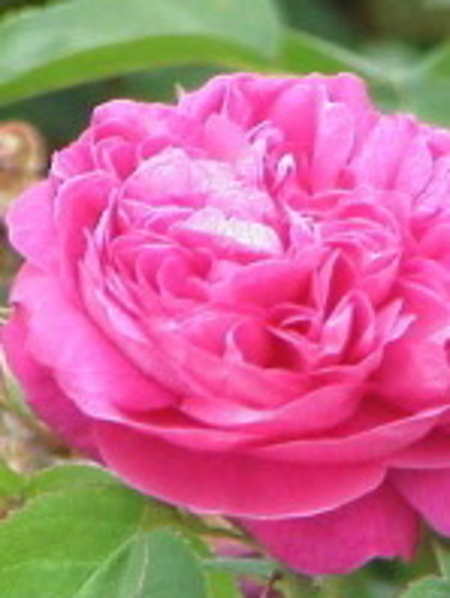 Rose 100% Pure Essential Oil - Morocco
