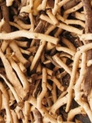 Sandalwood 100% Pure Essential Oil - Australian