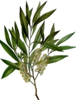 Tea Tree 100% Pure Essential Oil 10ml