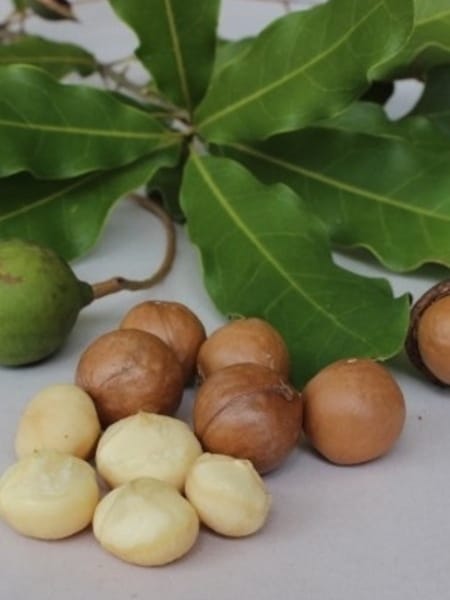 Macadamia Nut