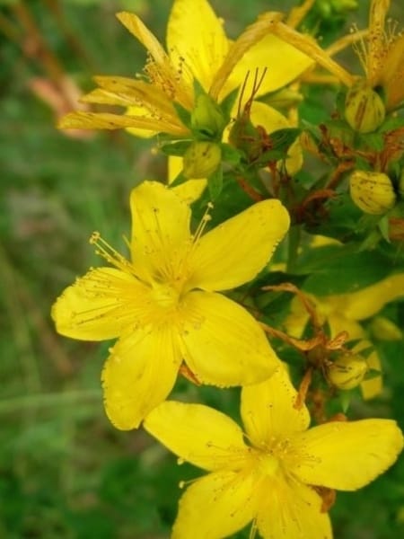 St Johns Wort