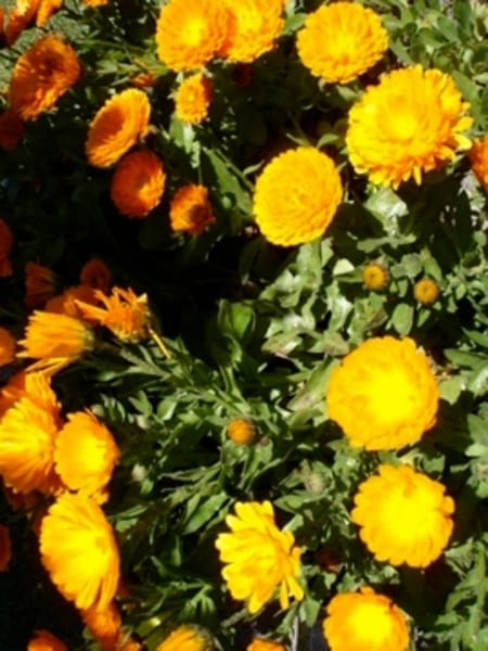 Calendula