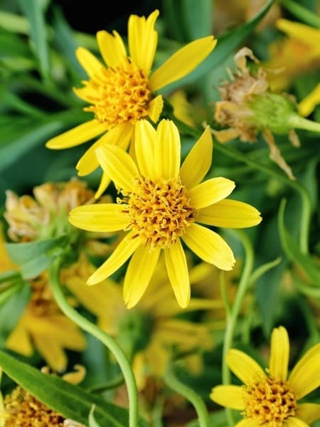 Arnica