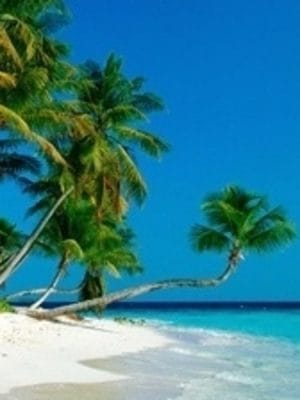 Tropix Essential Oil Blend