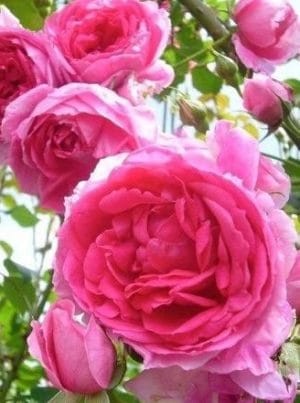 Rose 100% Pure Essential Oil - Indian